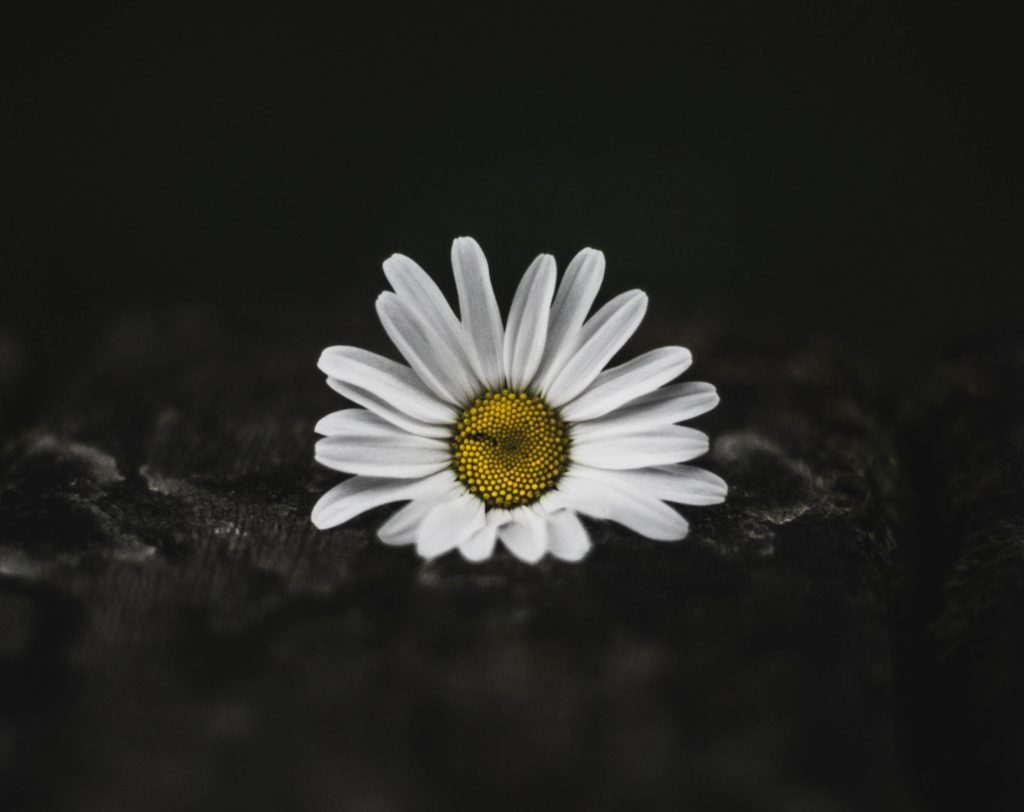 A daisy on black background. Photo by Clever Visuals on Unsplash