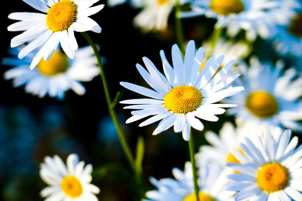 Daisies Photo by Tatsuya Sawanobori on Unsplash